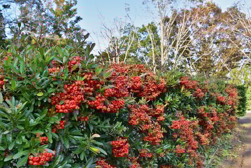 常盤山査子,生垣,ぴらかんさ,ピラカンサス