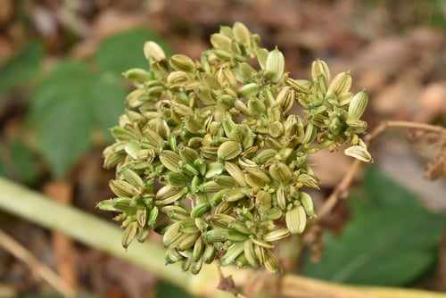 あしたば,果実,種子,アシタバ,明日葉