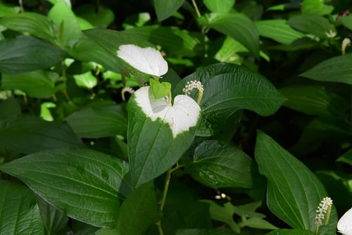 はんげしょう,花