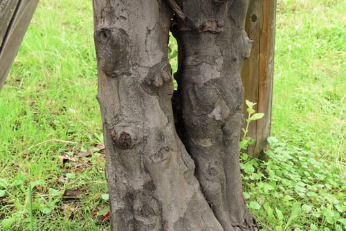 マルメロの木,まるめろ,植物
