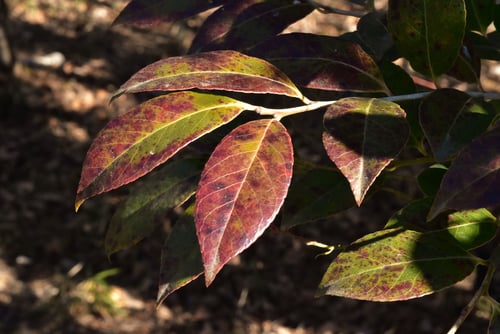 さしぶの木,葉が赤い,シャシャンボ