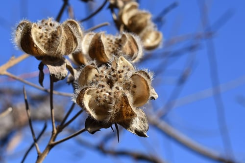 ふよう,フヨウの種,果実,芙蓉