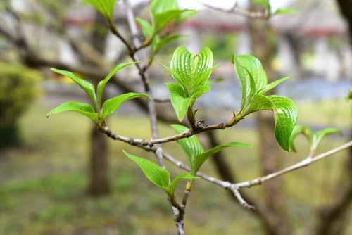 Japanese cornel dogwood,leaf