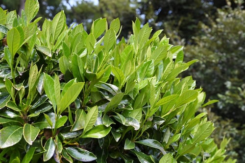 さんごじゅ,葉,サンゴジュ,珊瑚樹