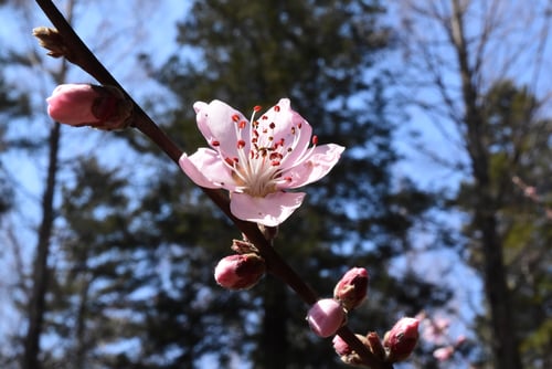 ハナモモの種類,花桃,はなもも