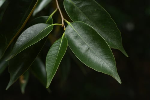 スダジイ,すだじい,葉っぱ,特徴