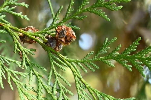 ろーそんひのき,樹木