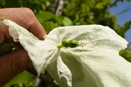 幽霊の木,ハンカチノキ
