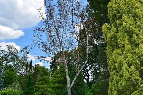 白樺,シラカバの木の種類,しらかば