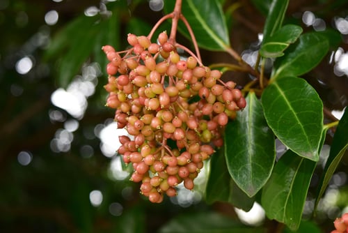 Sweet viburnum,fruits