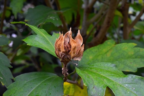 木槿,むくげ,種子,ムクゲの木,種類