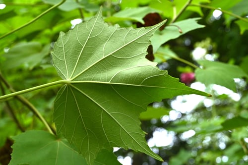 酔芙蓉,すいふよう,植物,スイフヨウ