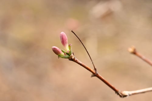 うぐいすかぐら,ウグイスカグラ,樹木
