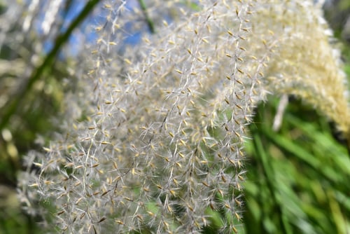 ススキ,すすき,草