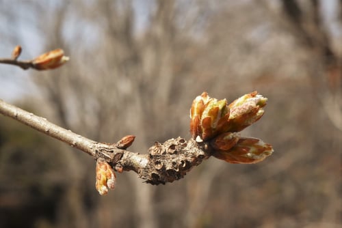 コナラの木,新葉