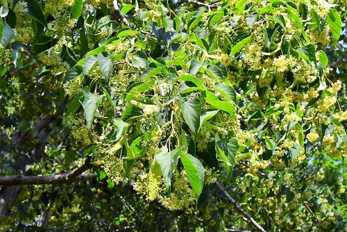 シナノキ,レモンの香りがする花木