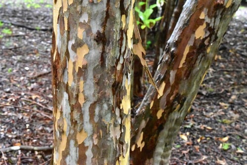 リョウブ,りょうぶ,植物,樹皮