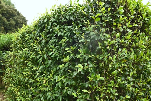 バナナのような香りがする垣根の木