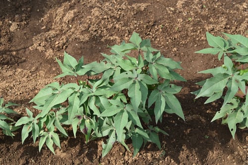 綿の花,わた,ワタ
