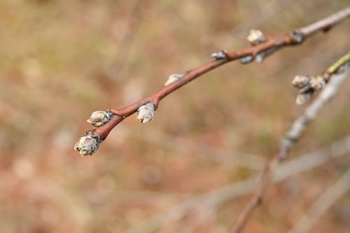 ハナモモの芽,はなもも,花桃の木
