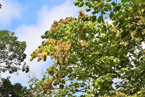 青桐の木,あおぎり,特徴,アオギリ