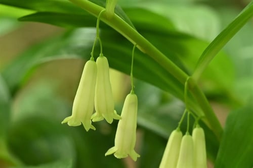 ナルコユリとホウチャクソウ,見分け方