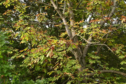 マロニエ,葉焼け,まろにえの木