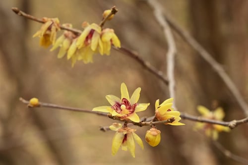 蝋梅の花,香り,ろうばい,ロウバイ