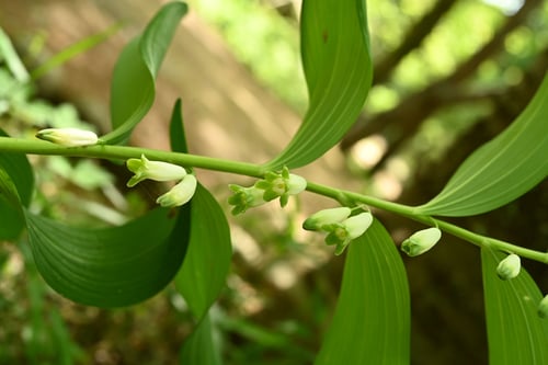 あまどころ,ほうちゃくそう,混同