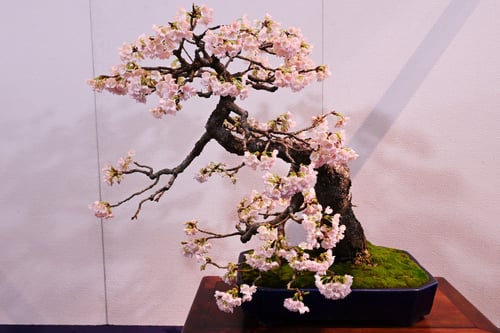 kannzakura,bonsai