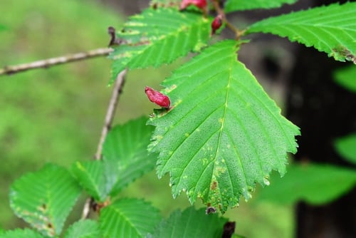 病気,はるにれ,ハルニレ,虫