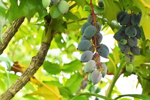 ヒイラギナンテン,ひいらぎなんてん,実,画像