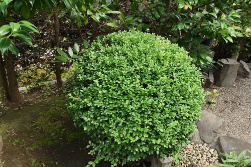 豆つげ,植物,まめつげ