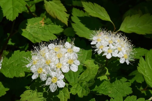 白い花のシモツケ
