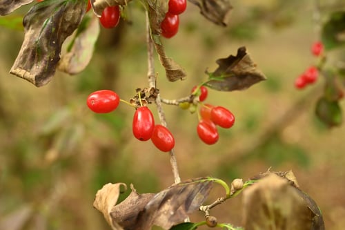 さんしゅゆ,サンシュユの実