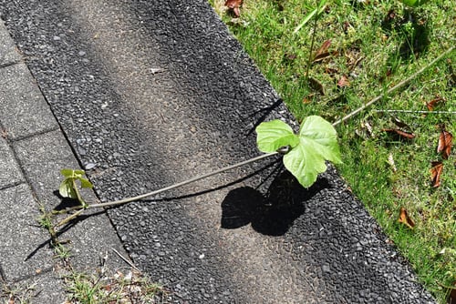 葛,クズの葉,ツル,くず