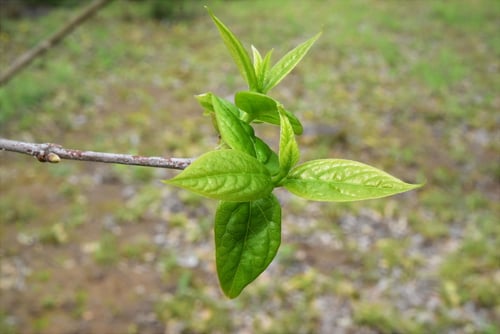 ろうばい,葉っぱ,ロウバイ