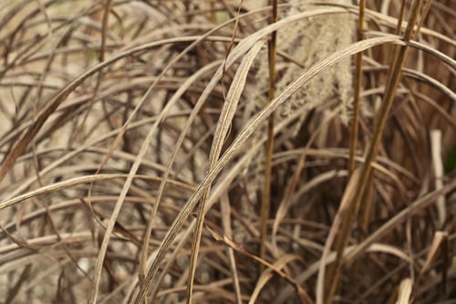 ススキ,すすき,Japanese pampas grass