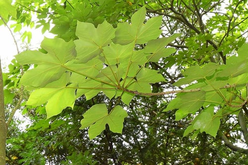 あおぎり,アオギリの葉っぱ,青桐