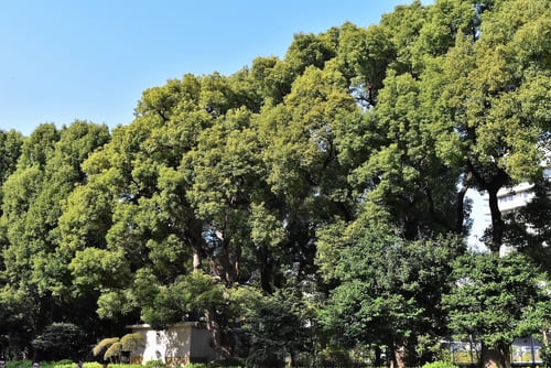 シラカシ,しらかし,樫の種類,白樫