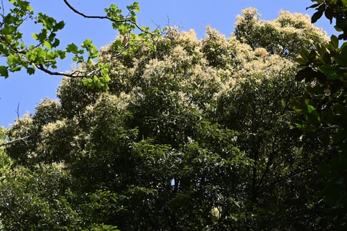 すだじい,樹木,スダジイ