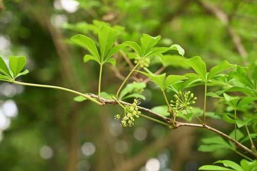 やまうこぎの木の花