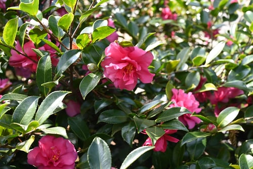 寒椿,植木,かんつばき