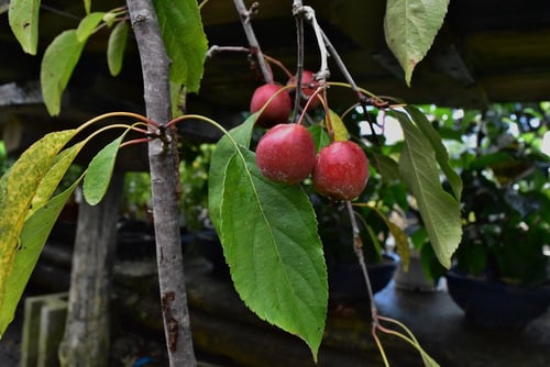 海棠,実,リンゴ,はなかいどう