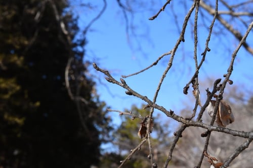秋楡,あきにれ,樹木,特徴