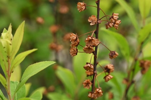 雪柳の木の実,ゆきやなぎ,ユキヤナギ