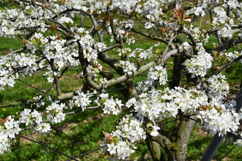 梨の木,花の画像,ナシノキ