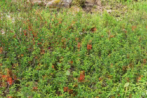 ボケとクサボケ,見分け