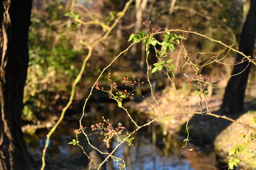 野薔薇,種子,ノイバラ,のいばら
