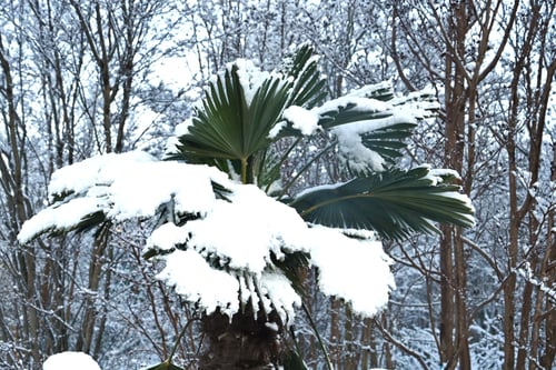 シュロの木,冬,雪